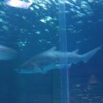 ocean park_0016.jpg